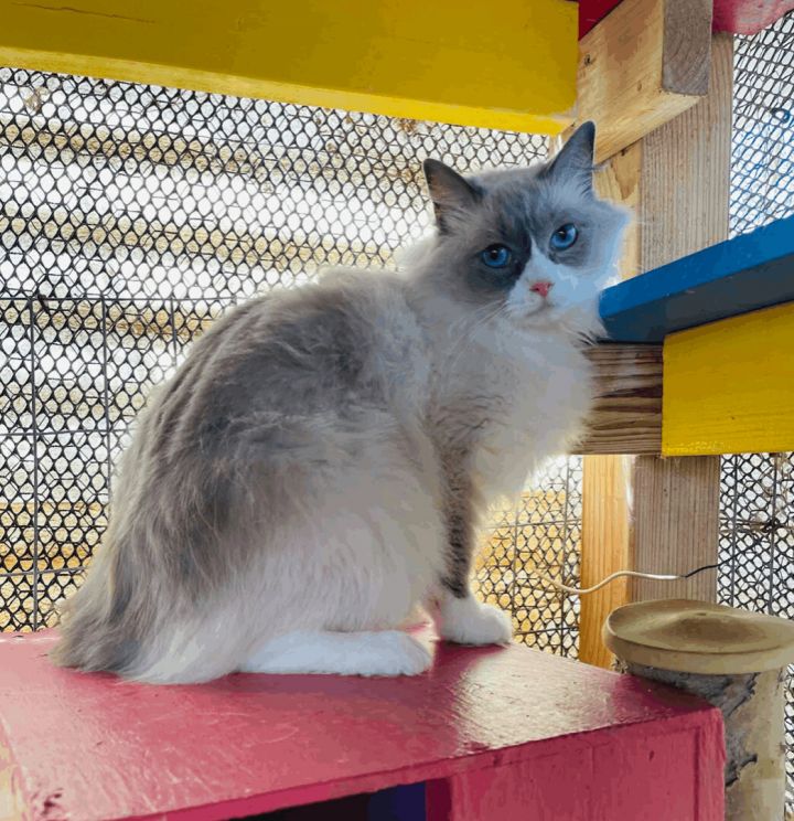 Cleopatra (Cleo), an adopted Ragdoll in Williamsburg, NM_image-5