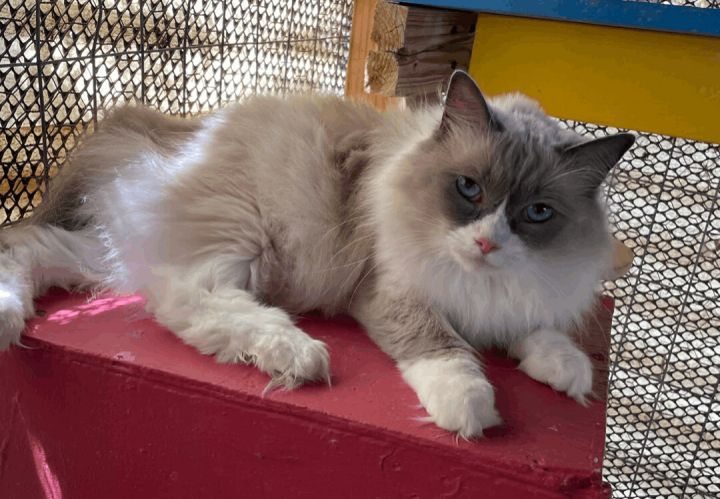 Cleopatra (Cleo), an adoptable Ragdoll in Williamsburg, NM_image-6
