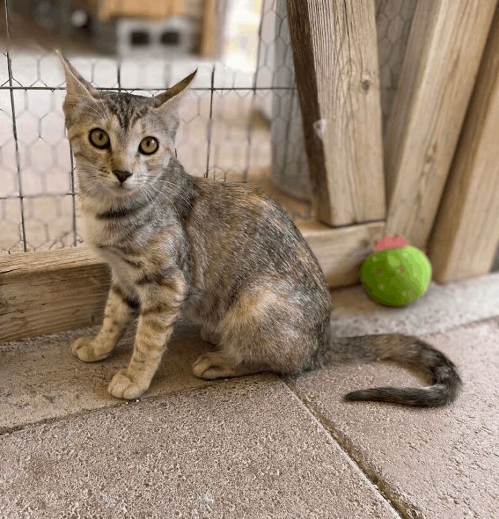 Sage , an adopted Calico & Bengal Mix in Williamsburg, NM_image-4