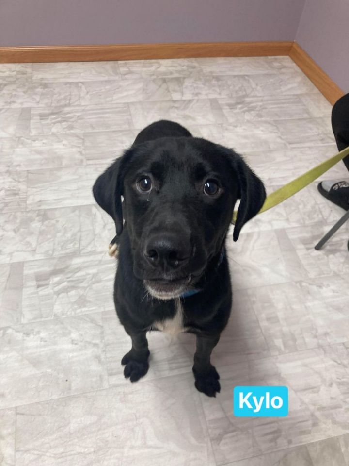 Kylo, an adopted Mixed Breed in Neillsville, WI_image-1