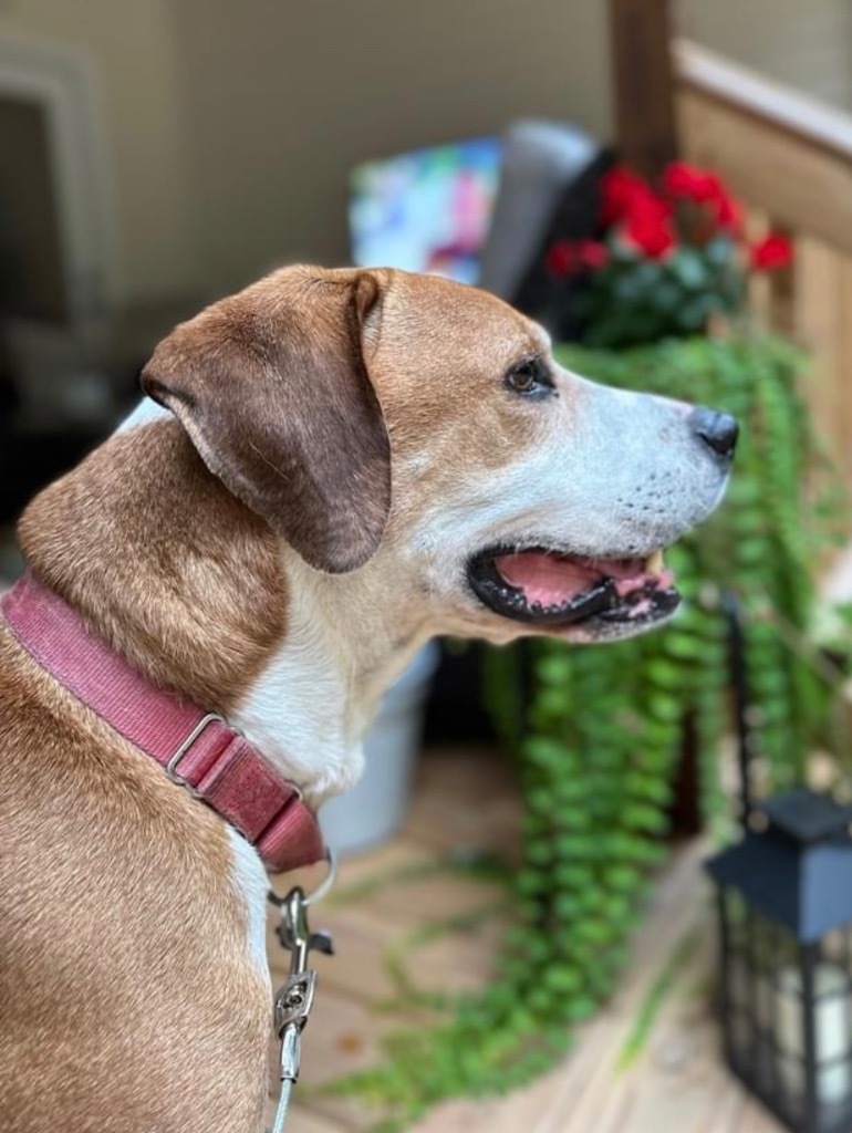 Cubby, an adoptable Beagle, Labrador Retriever in Dalton, GA, 30721 | Photo Image 1