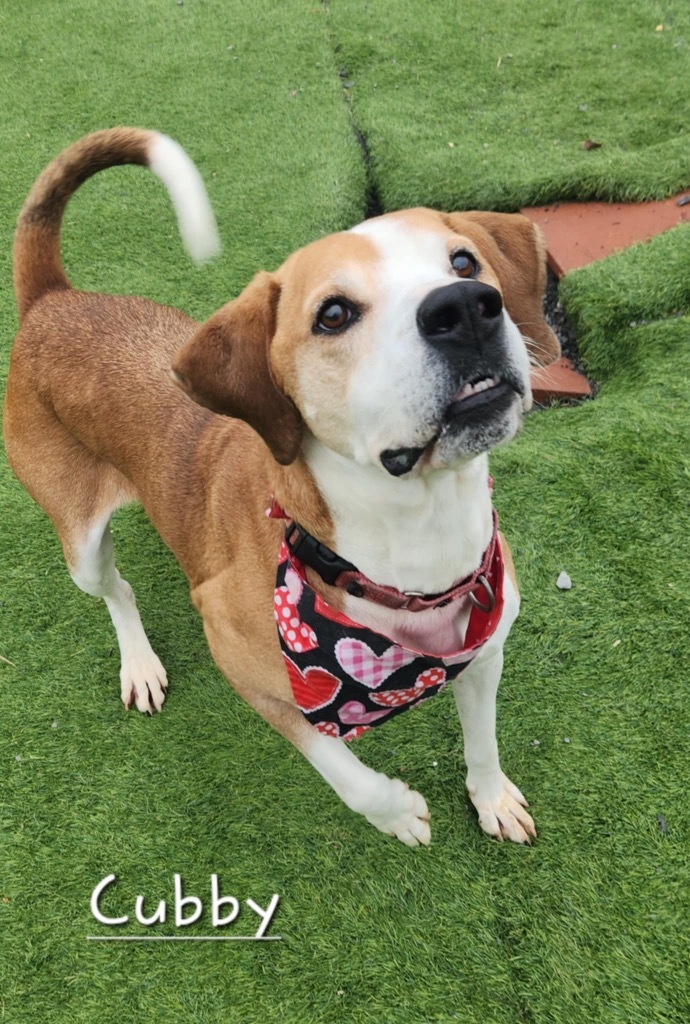 Cubby, an adoptable Beagle, Labrador Retriever in Dalton, GA, 30721 | Photo Image 1