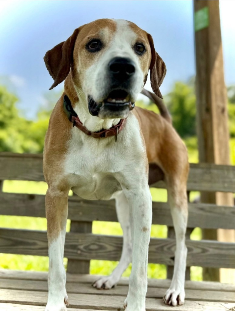 Cubby, an adoptable Beagle, Labrador Retriever in Dalton, GA, 30721 | Photo Image 1