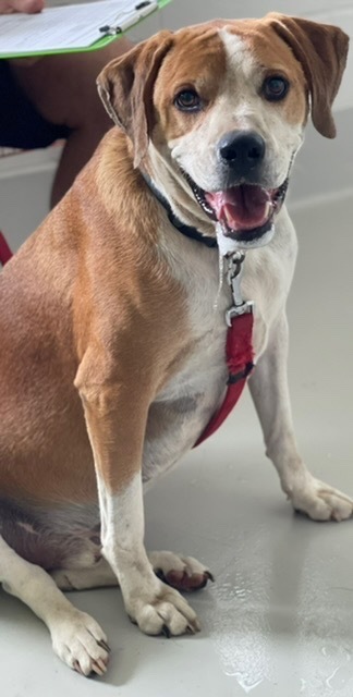 Cubby, an adoptable Beagle, Labrador Retriever in Dalton, GA, 30721 | Photo Image 2