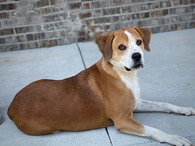 Cubby, an adoptable Beagle, Labrador Retriever in Dalton, GA, 30721 | Photo Image 3