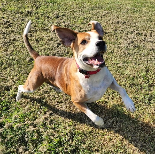 Cubby, an adoptable Beagle, Labrador Retriever in Dalton, GA, 30721 | Photo Image 4