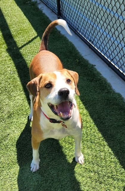 Cubby, an adoptable Beagle, Labrador Retriever in Dalton, GA, 30721 | Photo Image 5