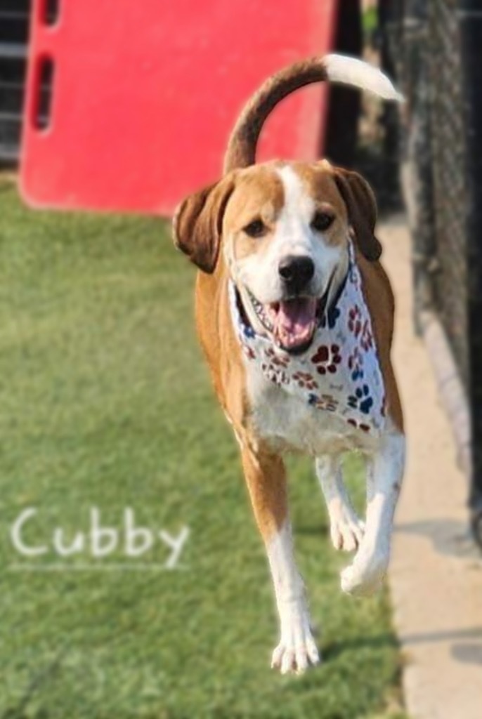Cubby, an adoptable Beagle, Labrador Retriever in Dalton, GA, 30721 | Photo Image 5