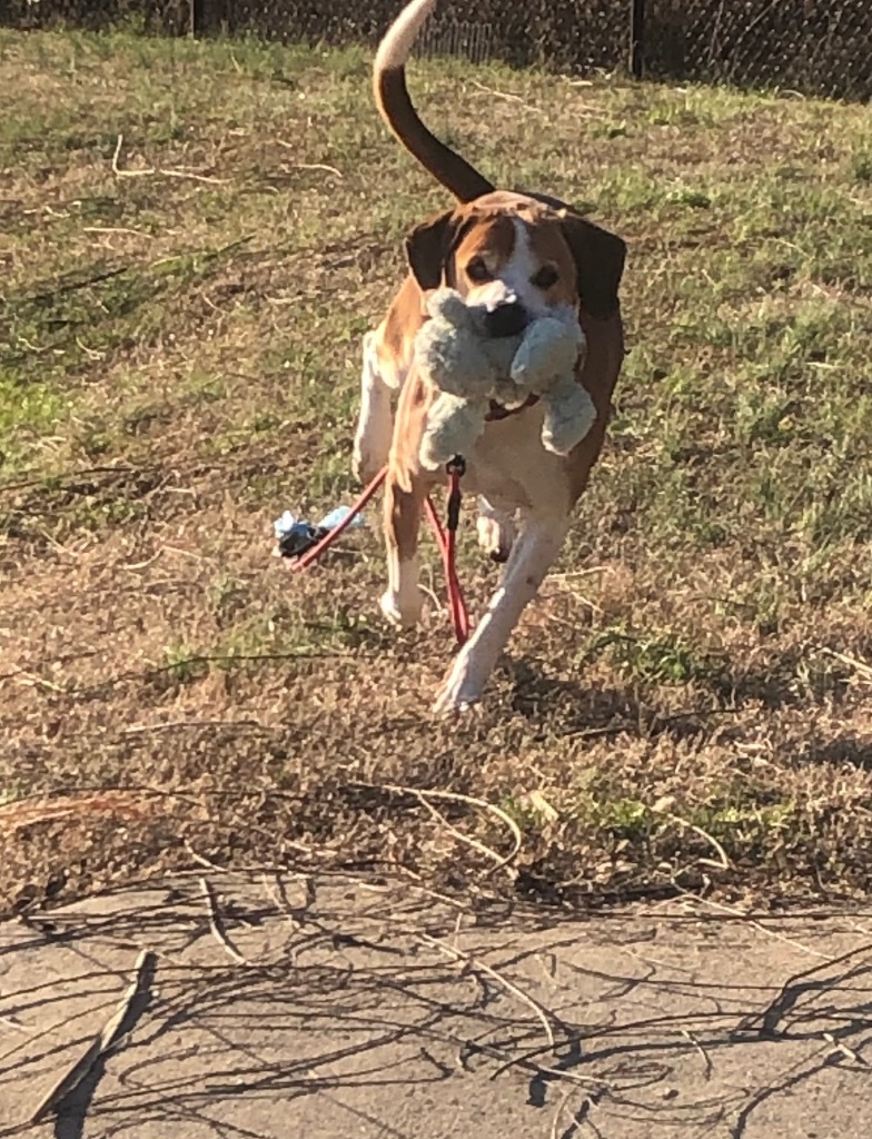 Cubby, an adoptable Beagle, Labrador Retriever in Dalton, GA, 30721 | Photo Image 6