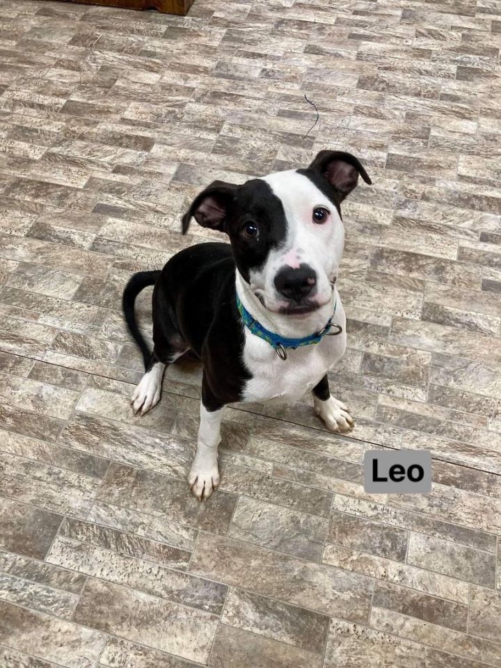 Leo, an adoptable Mixed Breed in Neillsville, WI_image-1