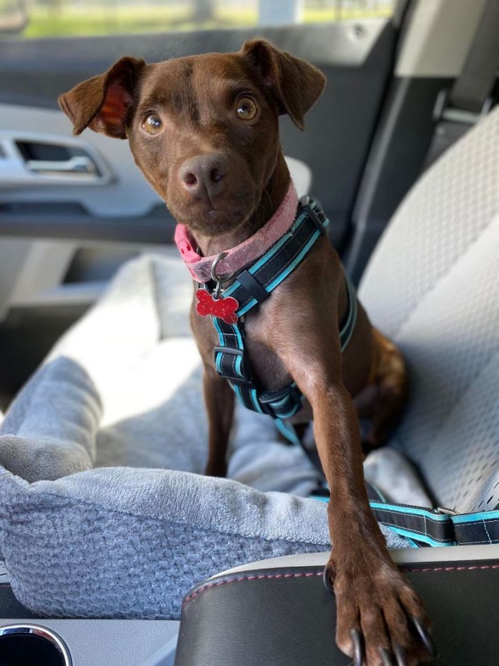 Patterdale terrier store breeders near me