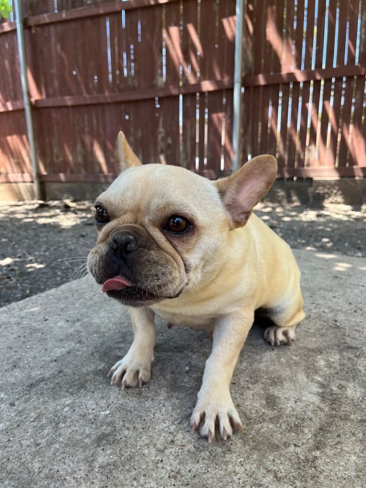 can french bulldogs jump fences