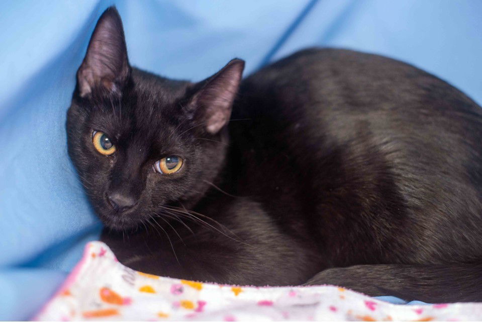 Worf, an adoptable Domestic Short Hair in Garland, TX, 75040 | Photo Image 4