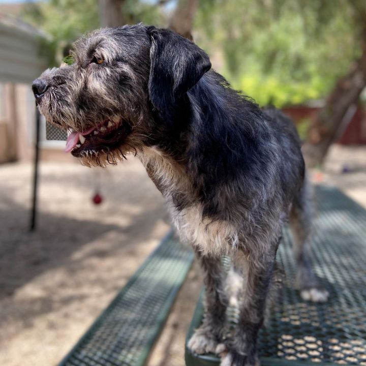 Jack, an adoptable Terrier Mix in Laguna Beach, CA_image-1