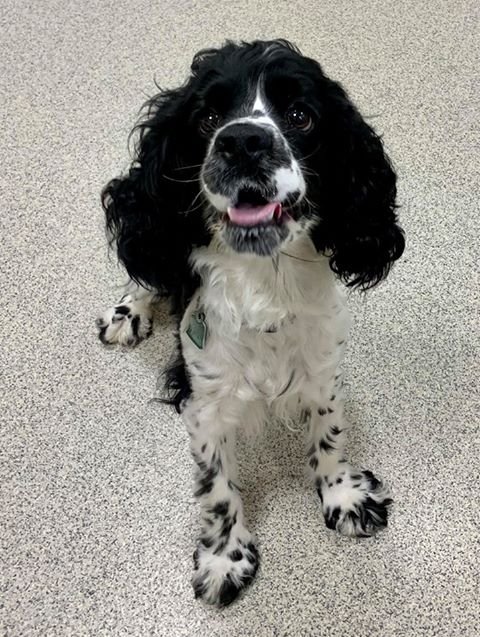 Cocker spaniel sale mix for adoption