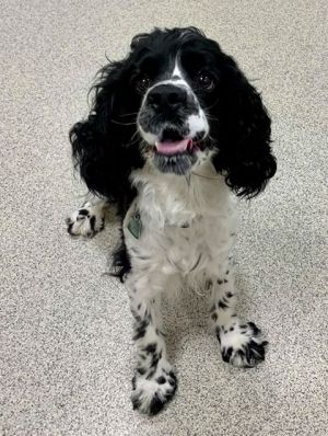 Cocker spaniel hot sale rescue groups