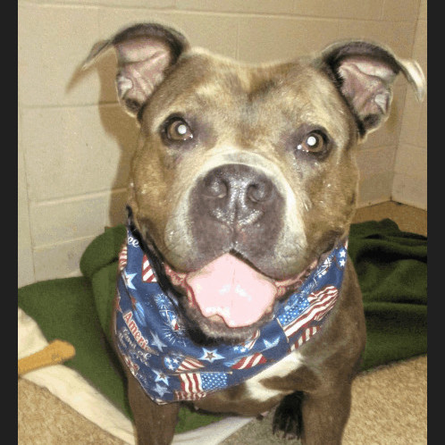 Mabel, an adoptable Pit Bull Terrier & American Bully Mix in Ashland, OH_image-2