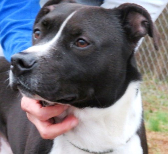 Floyd, an adoptable American Bulldog Mix in Carrollton, GA_image-2