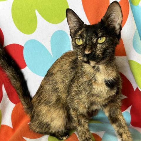 Mama Niva, an adoptable Domestic Short Hair in Mount Juliet, TN, 37122 | Photo Image 2