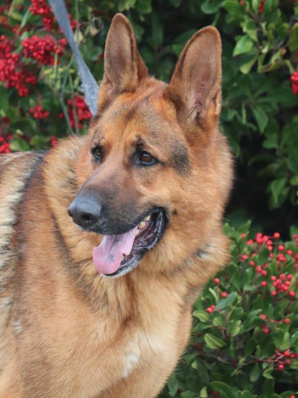 Chance, an adoptable German Shepherd Dog in Vallejo, CA, 94590 | Photo Image 1