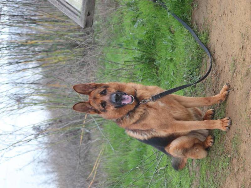 Chance, an adoptable German Shepherd Dog in Vallejo, CA, 94590 | Photo Image 2