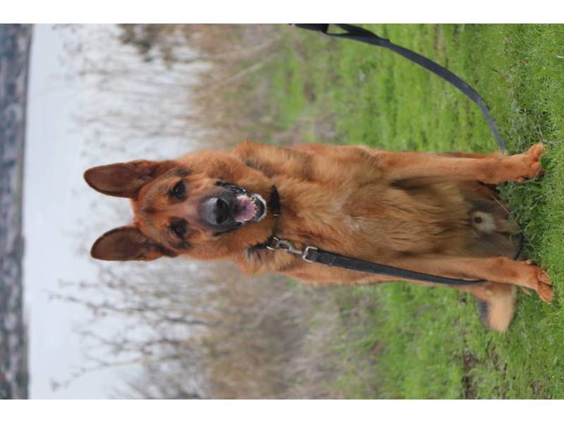 Chance, an adoptable German Shepherd Dog in Vallejo, CA, 94590 | Photo Image 4
