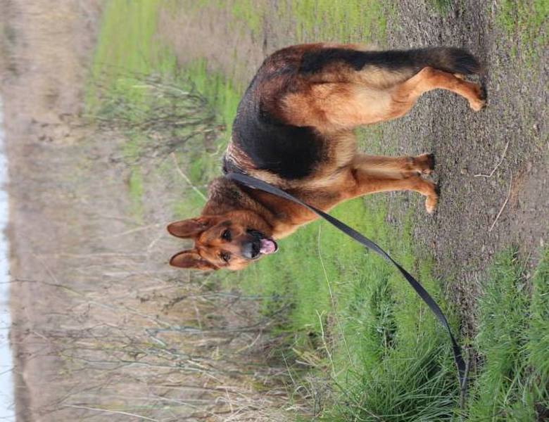 Chance, an adoptable German Shepherd Dog in Vallejo, CA, 94590 | Photo Image 5