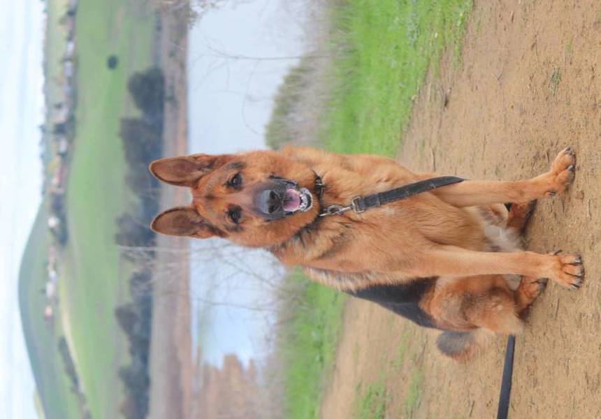 Chance, an adoptable German Shepherd Dog in Vallejo, CA, 94590 | Photo Image 6