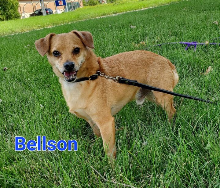 Bellson, an adoptable Chihuahua in Naperville, IL_image-1