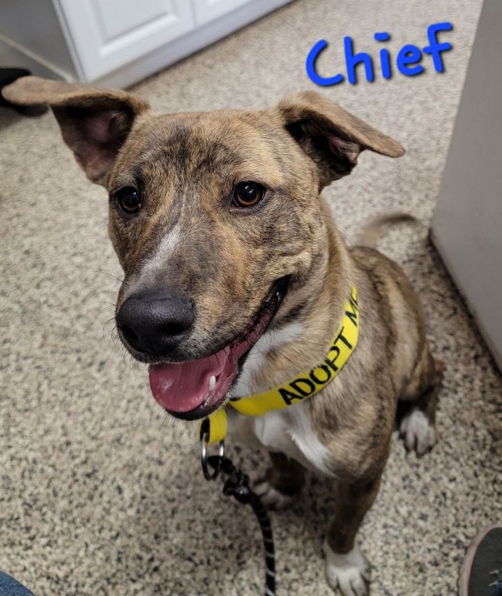 Chief, an adoptable Shepherd Mix in Madras, OR_image-2
