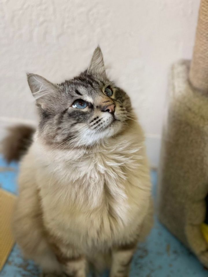 Mr. Jinx, an adopted Maine Coon & Siamese Mix in Prineville, OR_image-1