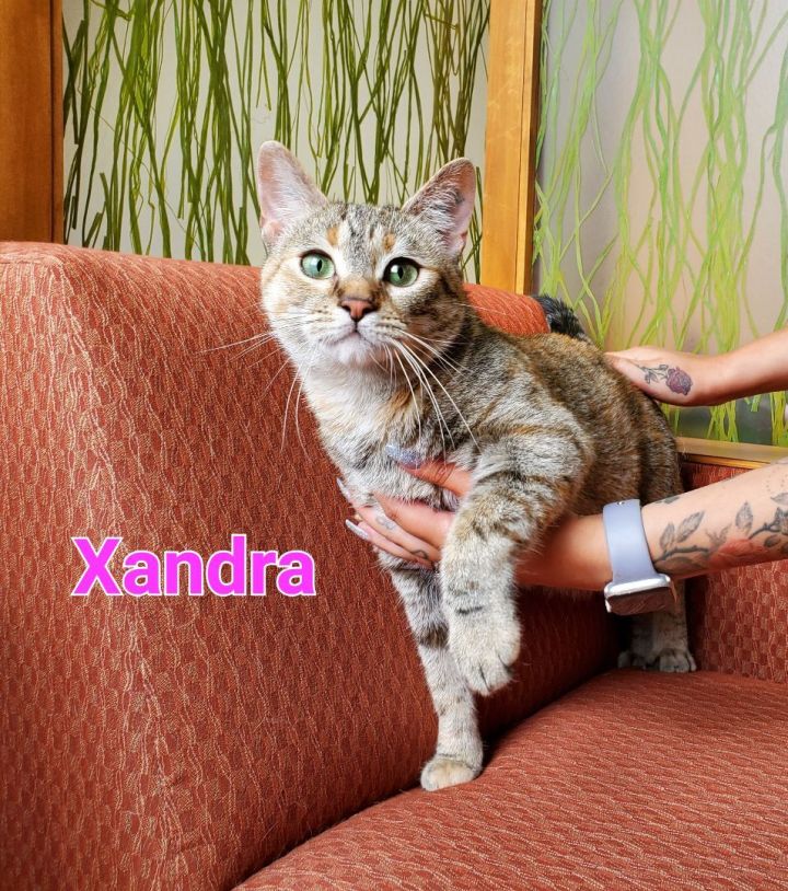 Xandra, an adopted Domestic Short Hair in Naperville, IL_image-1