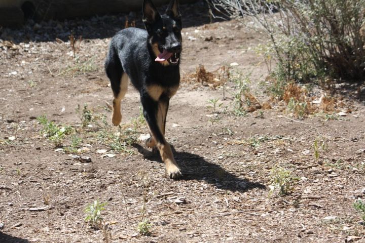 Sally, an adoptable German Shepherd Dog in Albuquerque, NM_image-2