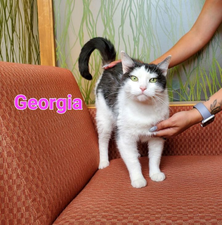 Georgia, an adopted Domestic Medium Hair in Naperville, IL_image-1