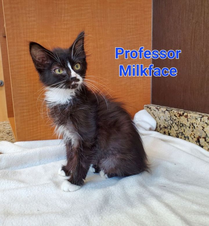 Professor Milkface, an adopted Domestic Medium Hair in Naperville, IL_image-1