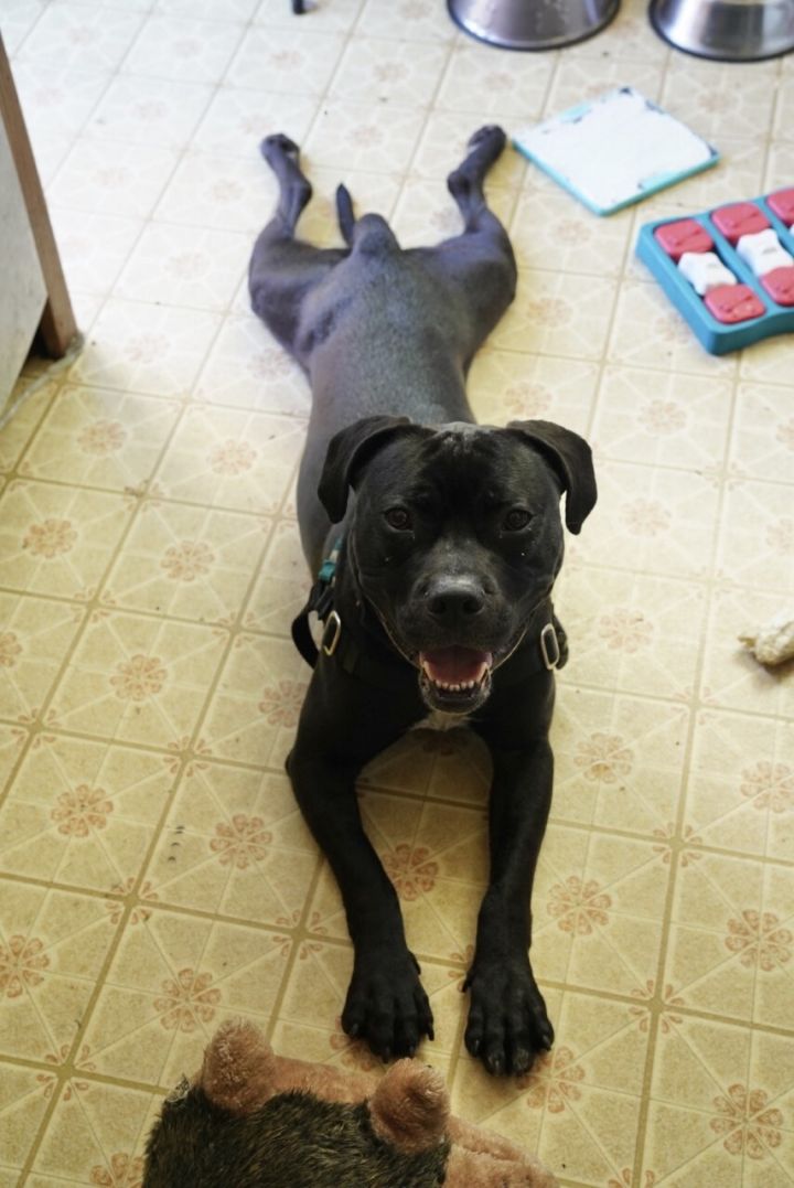 Jack Black, an adoptable American Staffordshire Terrier & Labrador Retriever Mix in Portland, OR_image-1