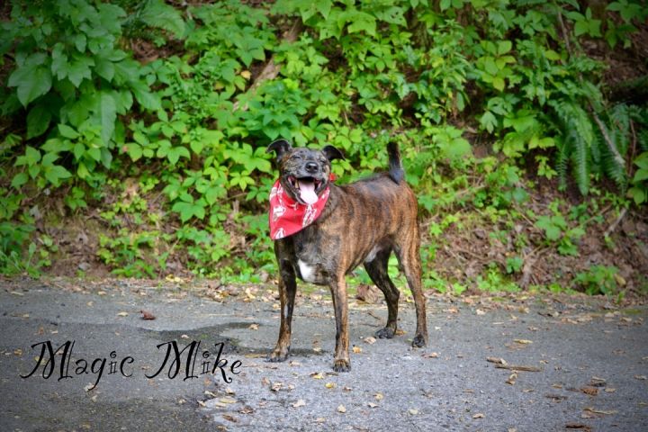 Magic Mike, an adopted Mountain Cur Mix in Sevierville, TN_image-1