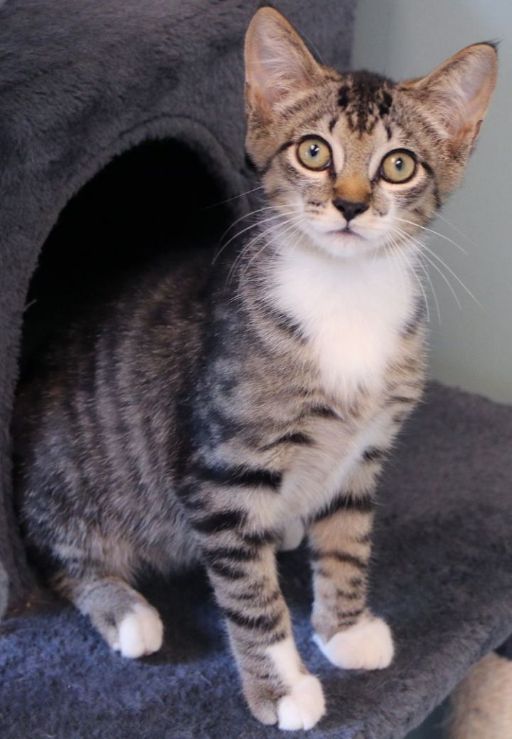Sushi, an adopted Domestic Short Hair in Charles Town, WV_image-2