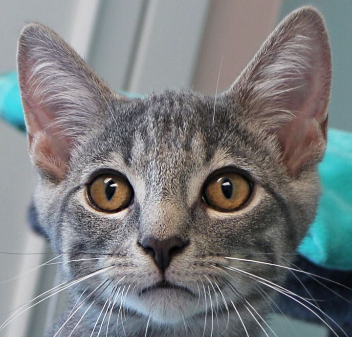 Anchovy, an adopted Domestic Short Hair in Charles Town, WV_image-1