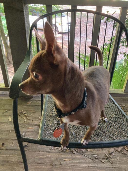 Little Man, an adoptable Chihuahua in Crestview, FL, 32539 | Photo Image 1