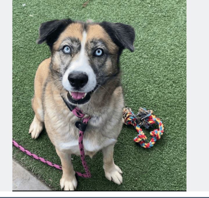 beagle malamute mix