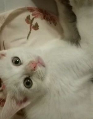 Cats for Adoption Near Dexter, MI | Petfinder