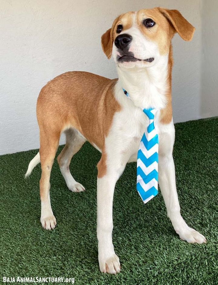 Aaron, an adoptable Foxhound & Beagle Mix in San Diego, CA_image-2