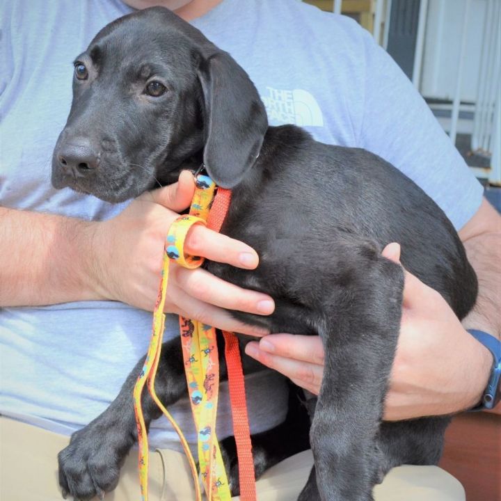 Harper Puppy (Holly's Puppy) - Adoption Pending!! 4