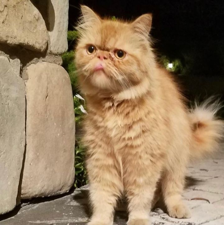 Mad Max, an adopted Persian in Beverly Hills, CA_image-2