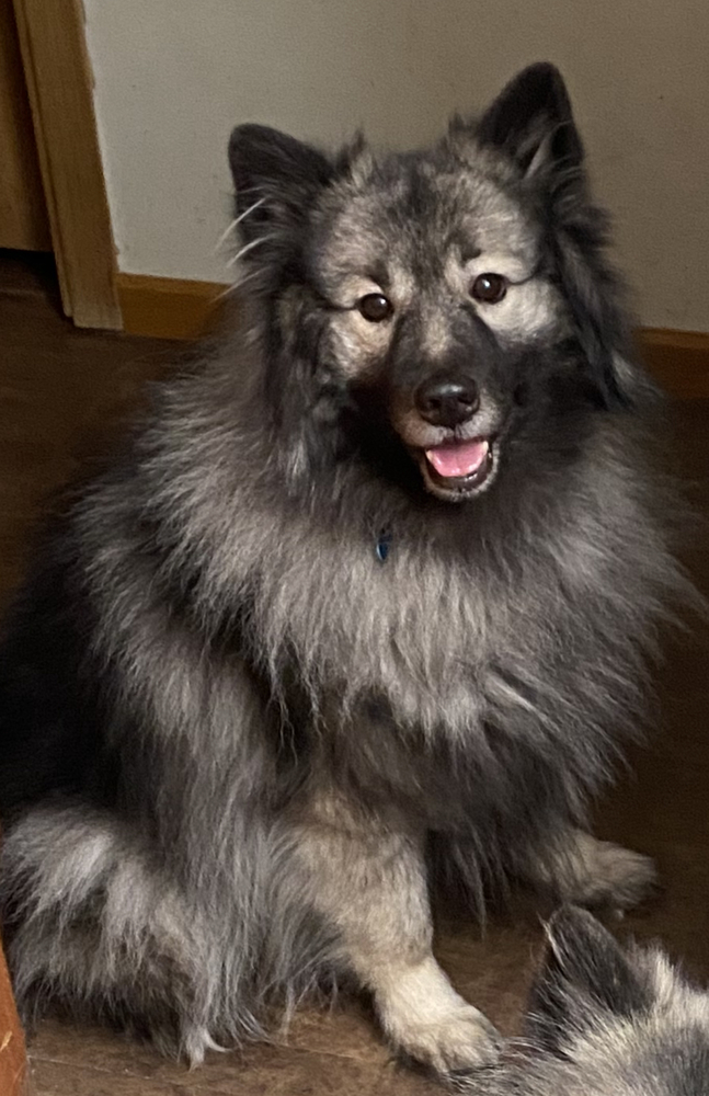 what kind of dog toys does a keeshond like