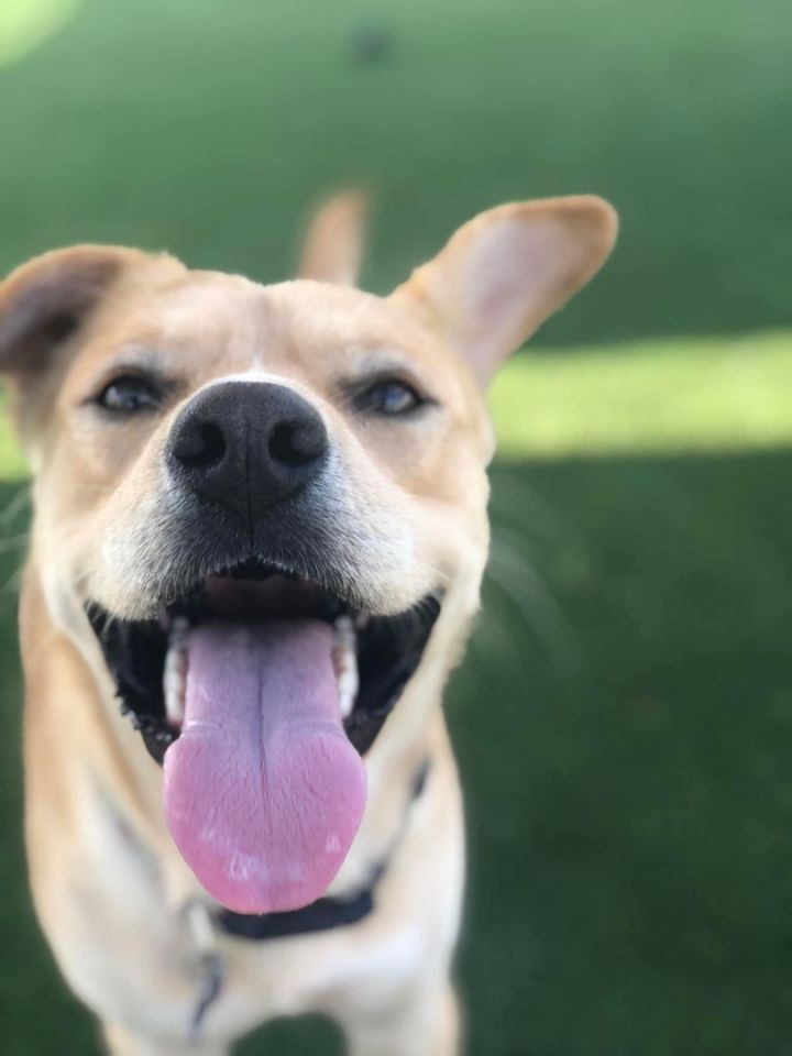 Joey, an adoptable Labrador Retriever Mix in Charlotte, NC_image-3