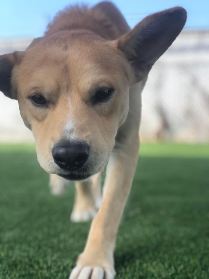 Joey, an adoptable Labrador Retriever Mix in Charlotte, NC_image-6
