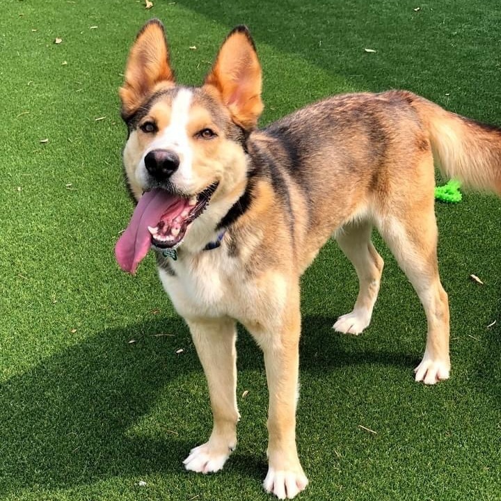 Ryder, an adoptable German Shepherd Dog & Husky Mix in Charlotte, NC_image-1