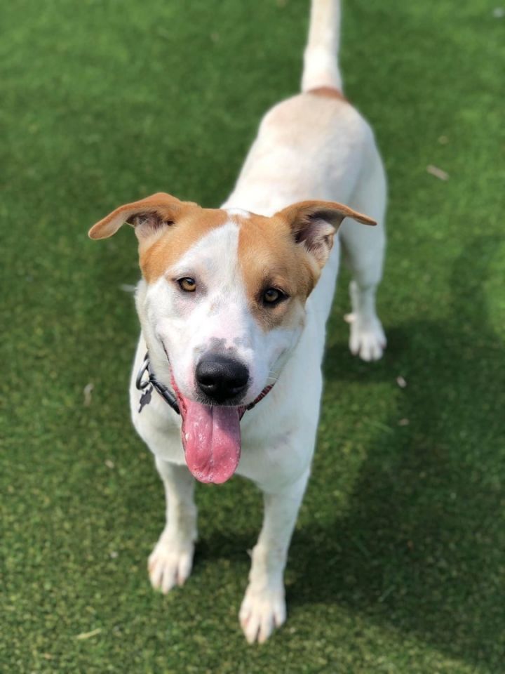 Great pyrenees sale jack russell mix